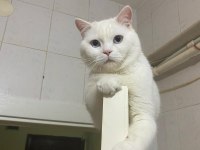 Uysal Kedimi Ücretsiz Sahiplendiriyorum