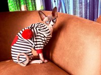 Orijinal Safkan Canada Dişi Sfenks