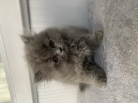 British longhair 55 günlük kedimiz