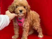 Dark toy poodle