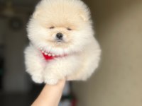 Tam ayı surat pomeranian boo