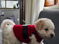 Dişi 3 aylık maltipoo