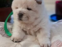 Pofuduk oyun arkadaşı chow chow bebekler