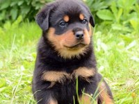 Safkan Macar Rottweiler 2 Aylık Yavru Köpekler