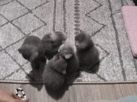 Haziran Teslim Yavru Kediler