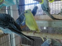 Erkek Muhabbet Kuşu Ele Alıştırmalık