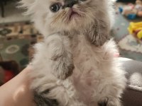 Ev Sıcaklığında Safkan Himalayan Persian Yavrular