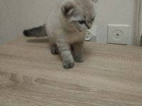 2 Aylık Kedimiz Sütten Kesildi