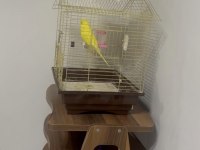 Çok Alışkın Konuşan Elden Koldan İnmez Muhabbet Kuşu