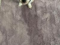 Ücretsiz Maltese Terrier