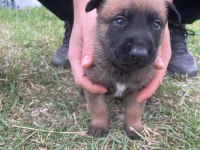 1 Aylık Belçika Malinois Yavru