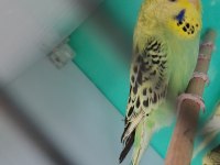 Jumbo Muhabbet Kuşu