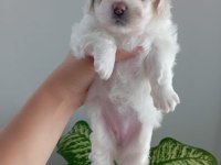 0 Numara Maltese Yavrularımız