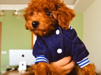 2,5 aylık toy poodle yavrumuz sahibini arıyor