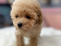 Maltipoo Köpeği Yavruları