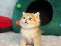 British Longhair Ve Shorthair Golden Yavrular