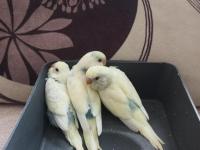 Yeni yeme düşmüş uysal renk güzeli yavru muhabbet kuşlar