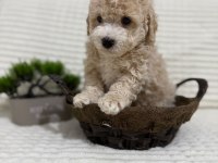 Muhteşem Küçük Irk Maltipoo Köpekler