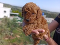 İzmir Toy Poodle Yavrular
