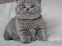 Gümüş Zarafet Gri British Shorthair Yavrumuz