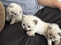 Scottish bluepointler 45 günlükken teslim