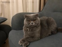 Ayı Surat Scottish Fold Kızlarım