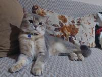 Kedimi Acil Sahiplendirmek Zorundayım