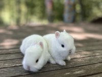 A Kalite Netherland Dwarf Tavşan