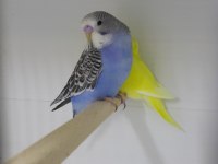 Hazır Eşli Takım Muhabbet Kuşlar