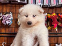 Bembeyaz Güzellik Safkan Samoyed Yavrusu