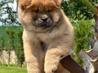 Chow Chow Köpeği Yavruları