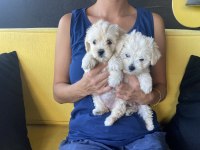 Ev doğumlu maltipoo xs yavrularım