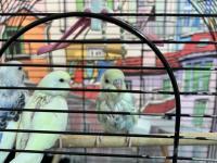 3 Adet Yavru Muhabbet Kuşu