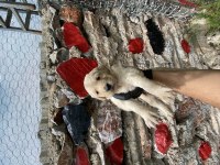 Golden retriever yavrular