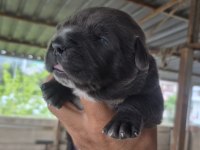 Orjinal cane corso yavrular