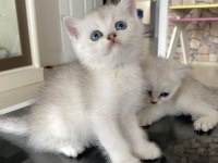 Irk Garantili British Golden Ve Silver Yavrularımız