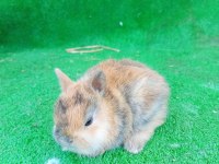 1 aylık cüce tavşan yavruları gönderim yapılır