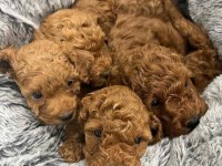 Sağlık Ve Irk Garantili Toy Poodle