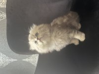 Full Şecereli Babadan Scottish Longhair