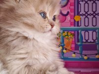 Bebek golden british longhair cy11