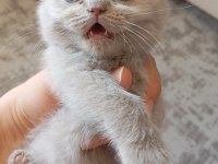 2 Aylık Oyuncu British Shorthair Bebişler