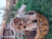 Maltipoo Irk Ve Sağlık Garanti Yavrularımız