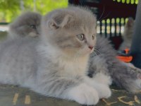 Scottish tatlılıklar