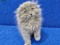 Scottish fold longhair yavrumuz sağlık ve ırk garanti