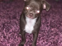 18.10.2025 Doğumlu Erkek Şivava Yavrumuz Ömürlük Yuvasını Arıyor