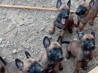 Ev ortamında bakılan kendi köpeğimizin malinois yavruları