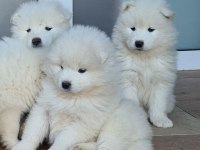 60-65 günlük dişi erkek samoyed yavrularımız