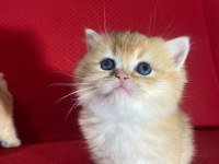 Golden British Shorthair Dişi Yavrular