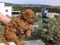 İzmir toy poodle yavrular