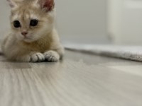 Ny11 Golden British Shorthair